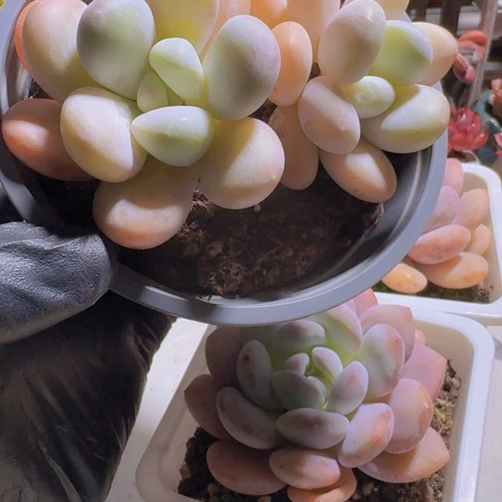 一物一拍编号158