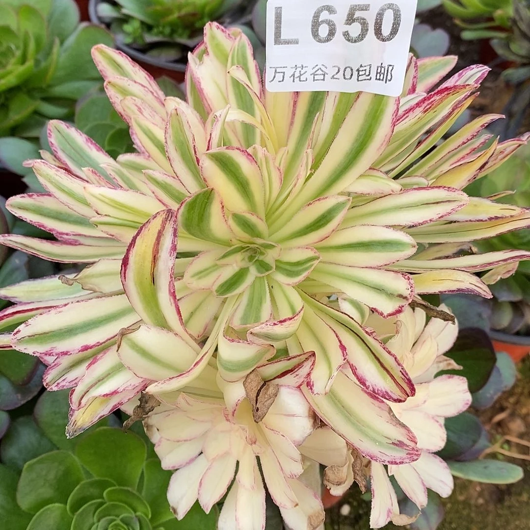 650微锦锦掰了发无根多肉植物