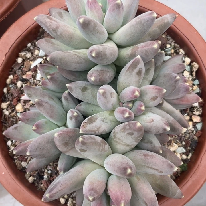 6头松果/星空美人，无砍