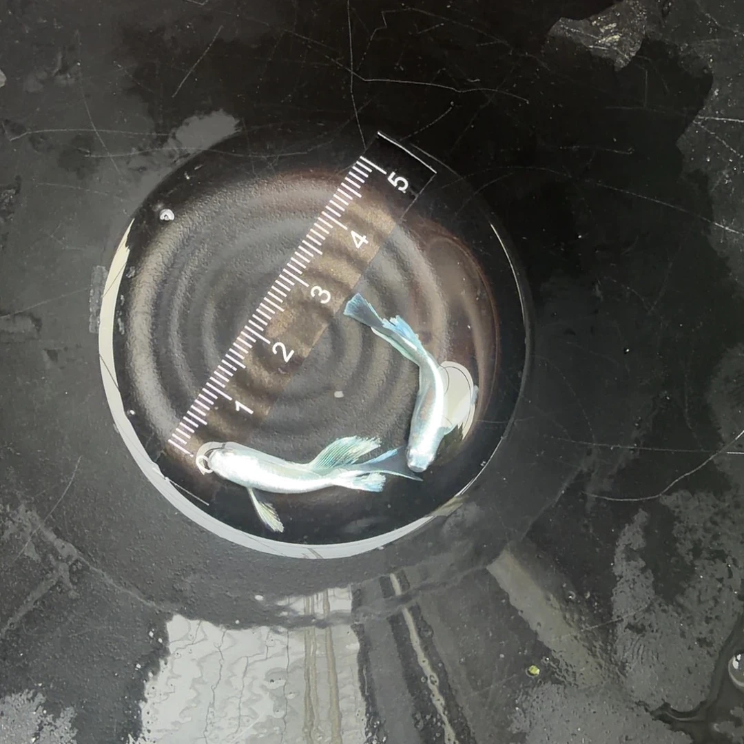 青鳉鱼观背青鳉01