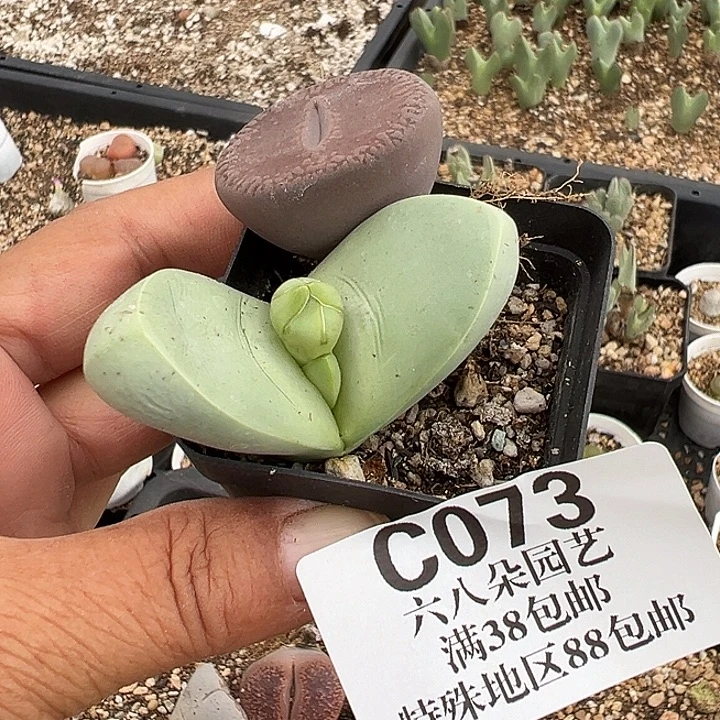 朕***妃无花朵073号生石花2颗