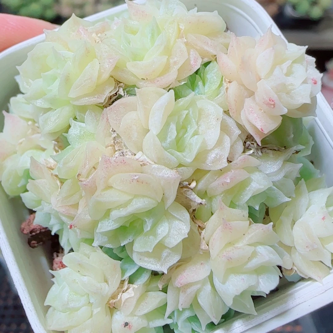 花语逸镜1021-262麦秆散