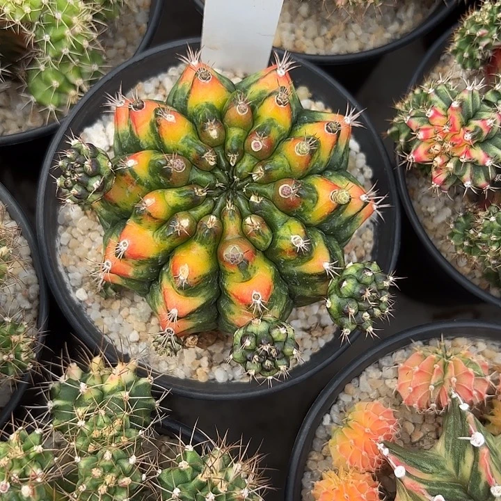 13-0803泰国发货多肉