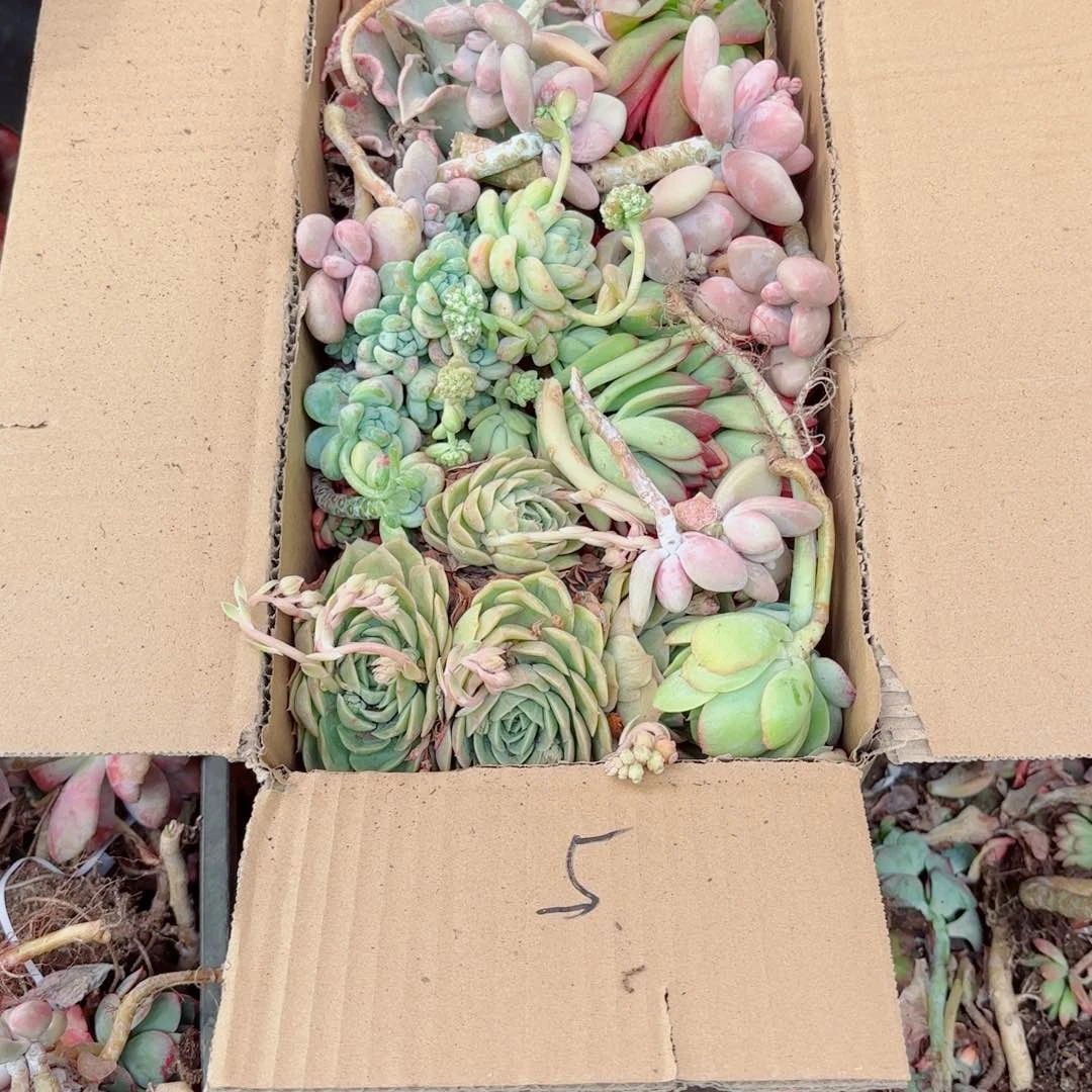 馨*杂花瑕疵断头处理不售后5