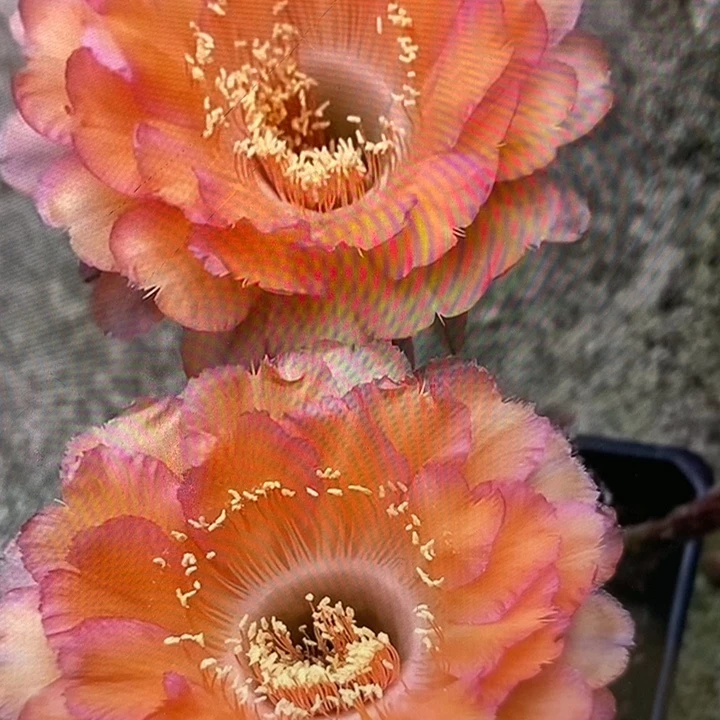 彩草心舞带根4.5公分左右