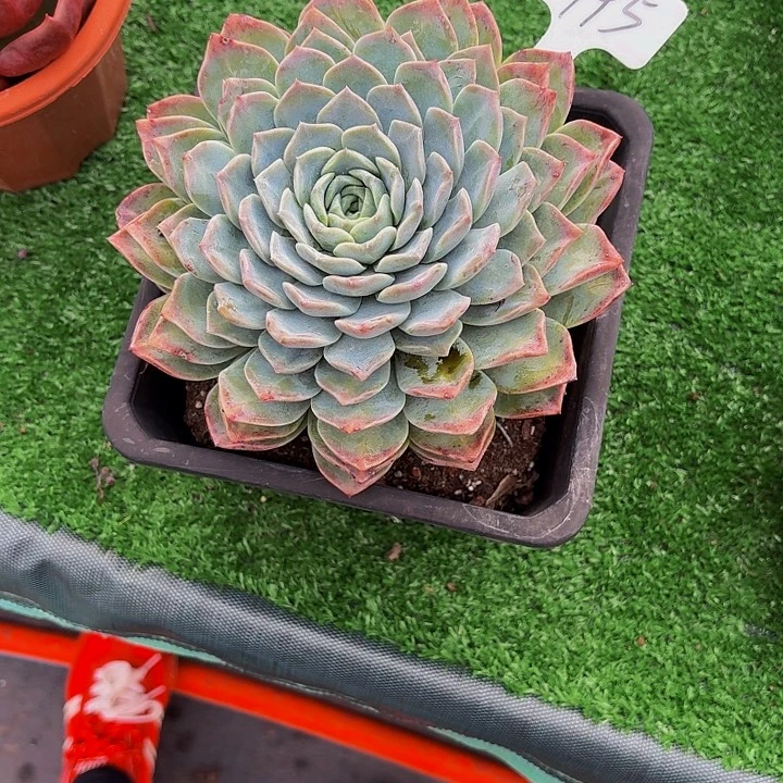 玲***儿丽娟花卉海林娜单头