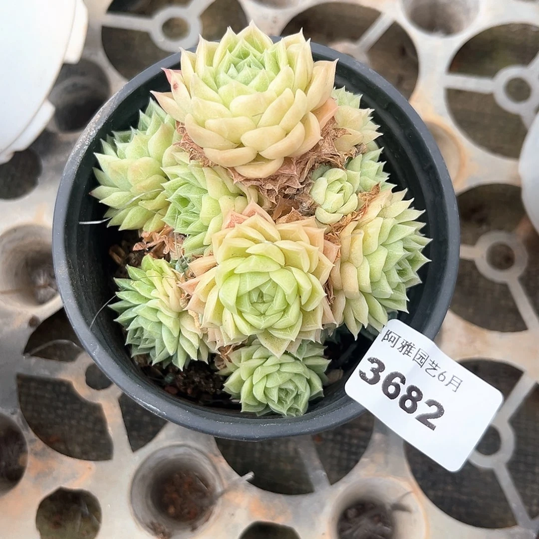 丨***月阿雅园艺。   3682