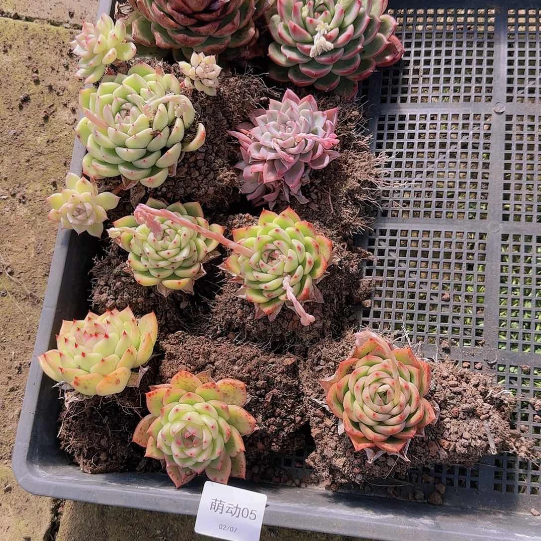 直播一物一拍多肉05