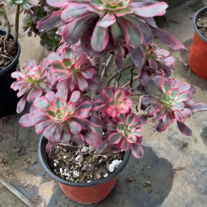 狗***爱606香多肉123456789