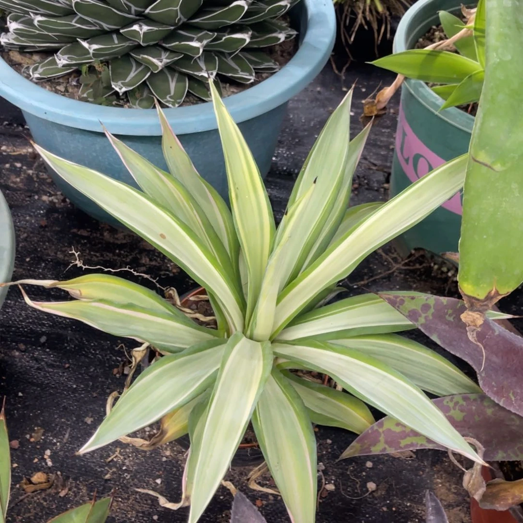 鹦鹉嘴白中斑锦龙舌兰