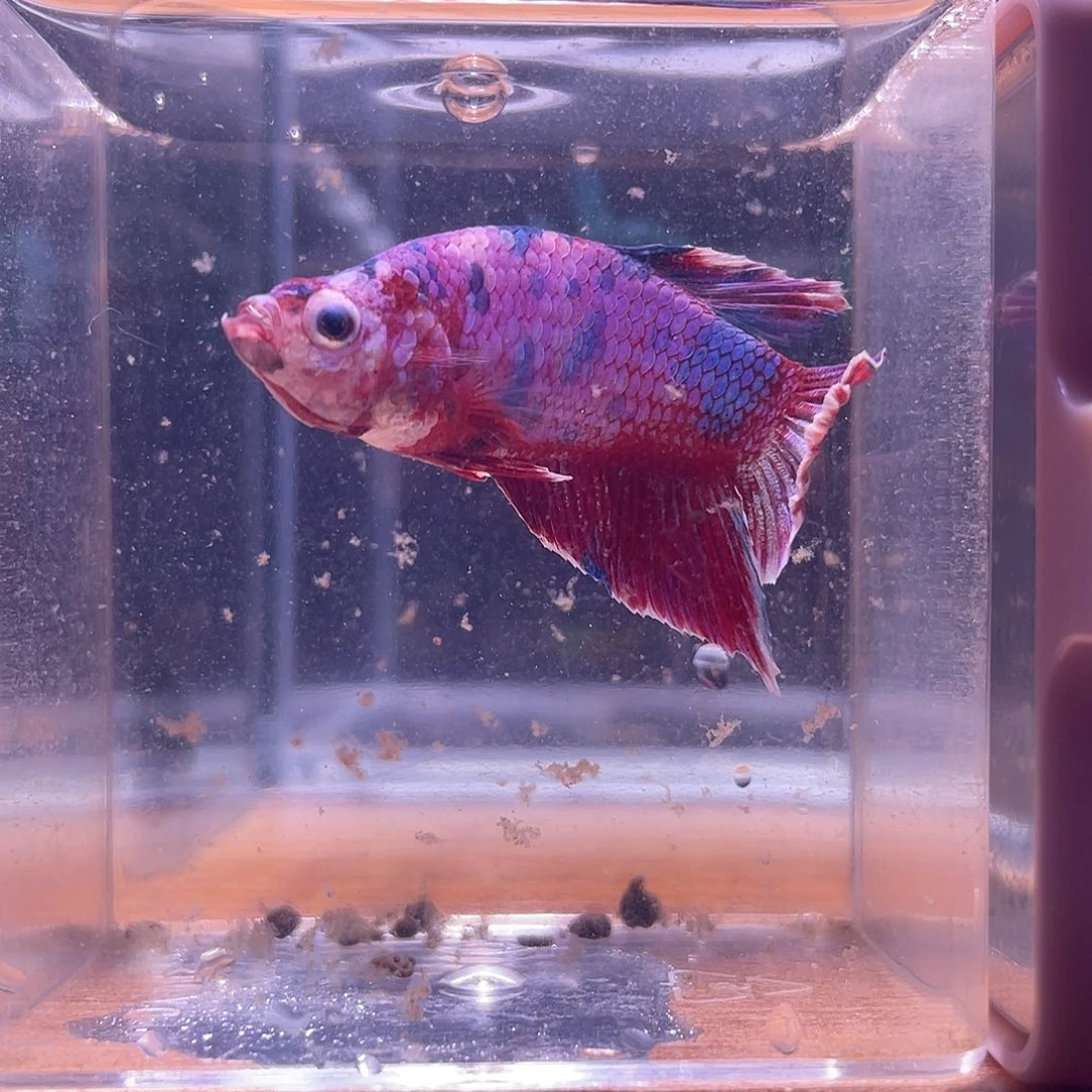 斗鱼可博泰斗092536