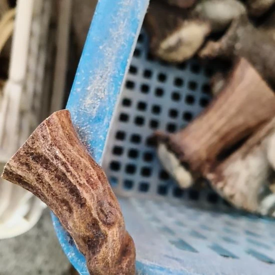 心***树鹿角鹿角鹿角鹿角鹿角鹿角