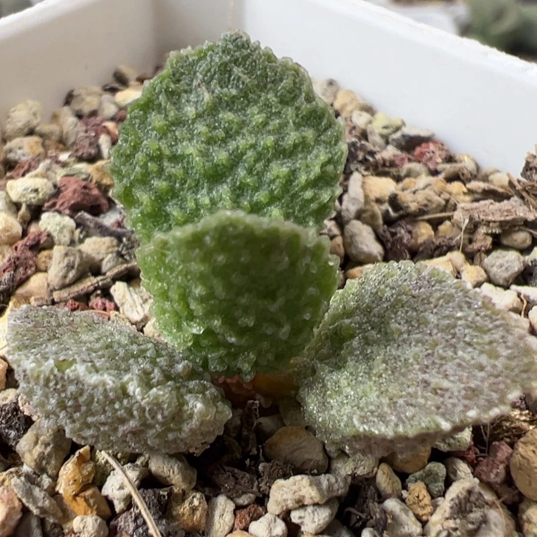 实生新品多肉植物水泡多肉植物