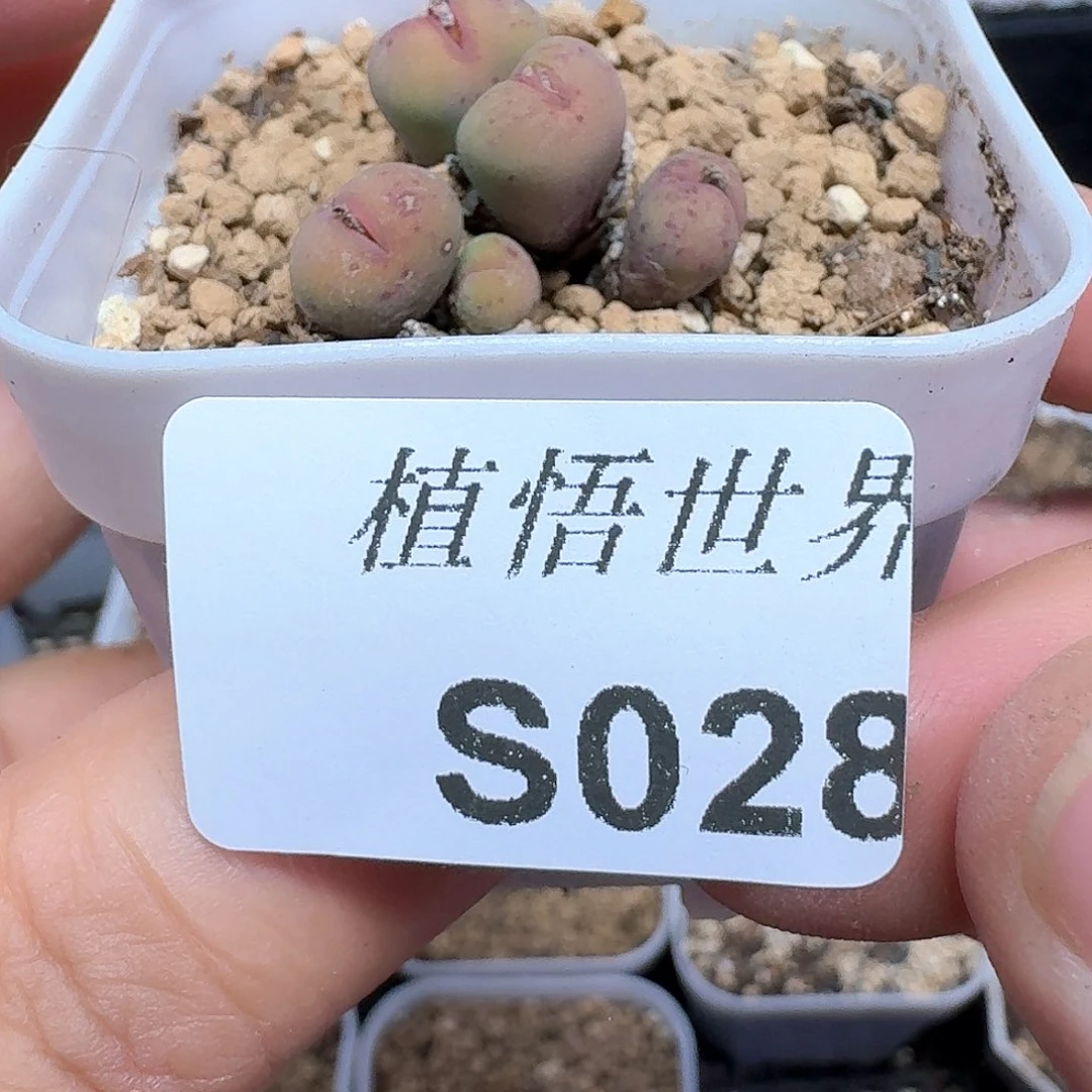 多肉植物多肉植物哇哇c