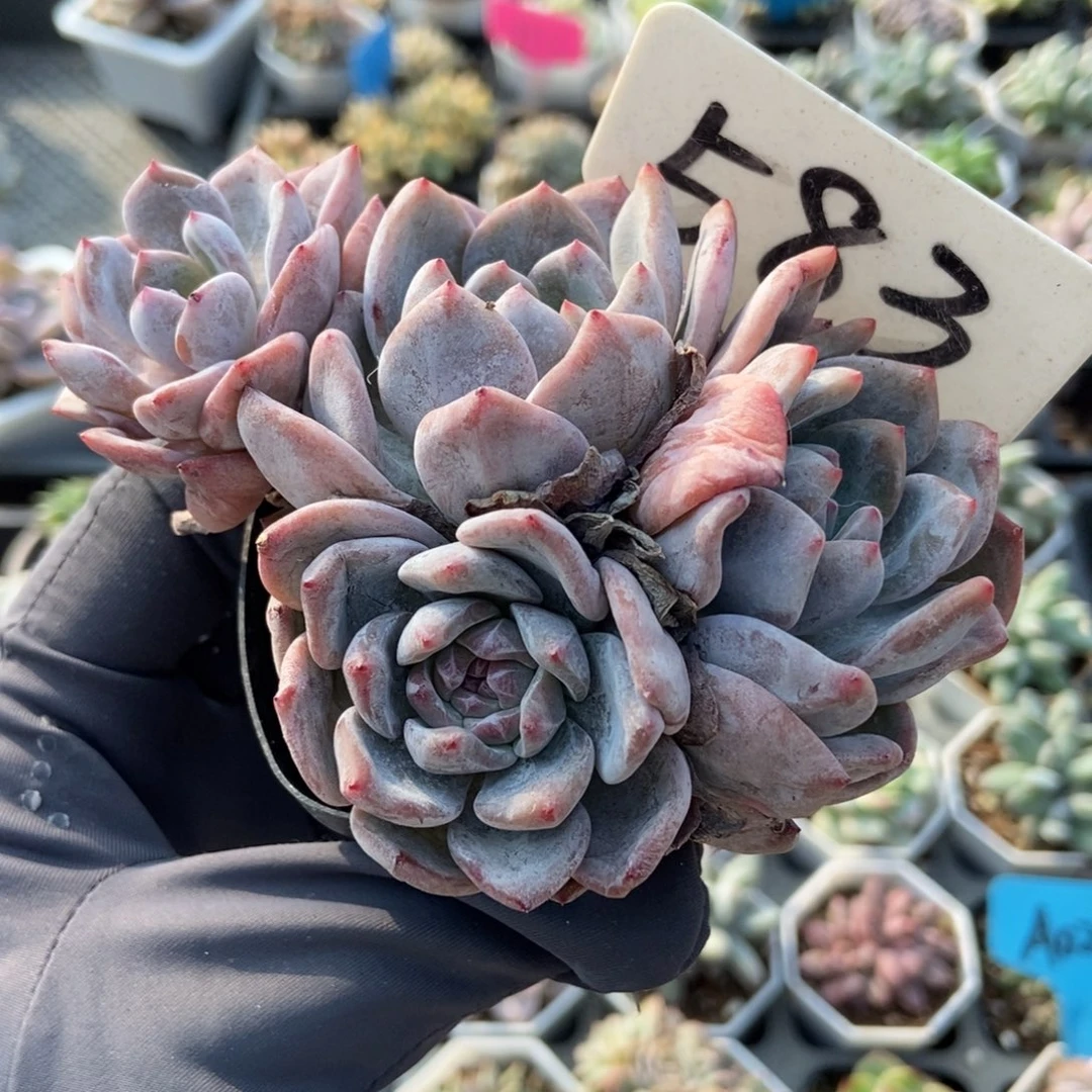 583橙子多肉植物多肉