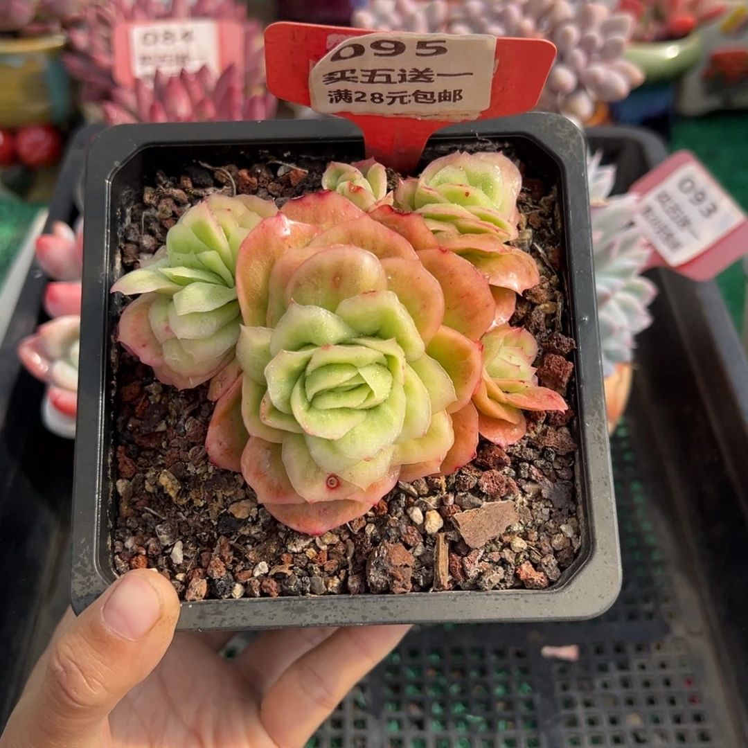 表妹精品多肉植物095.