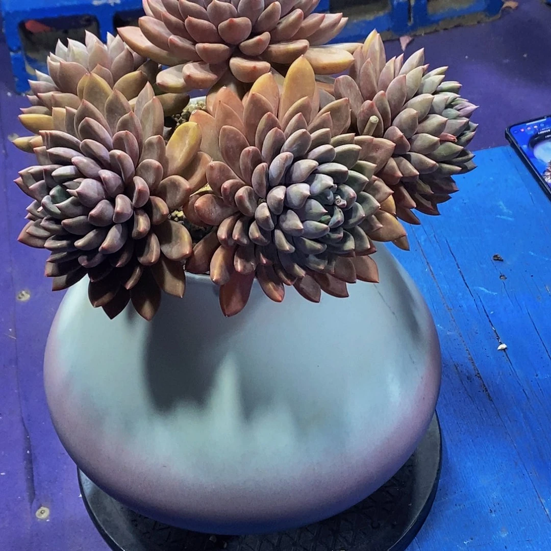 温**乐象牙多肉植物带盆物流自理