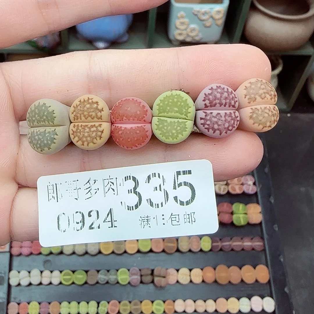 满满18包邮0924-335