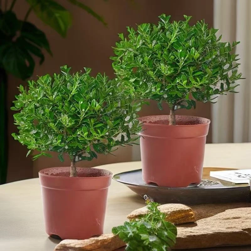 小叶赤楠盆景客厅办公室绿植四季常青好养植物