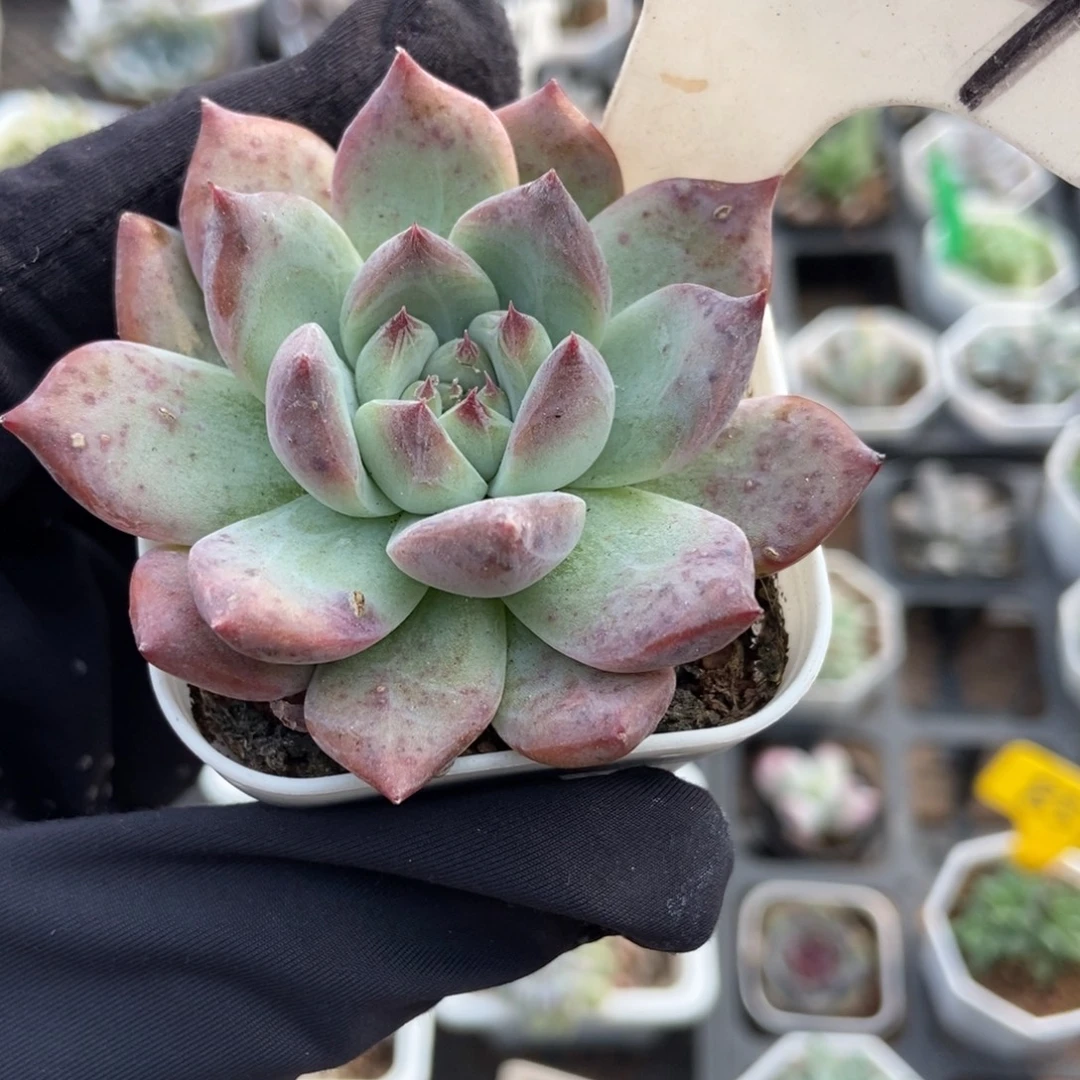 894钻石卡多肉植物