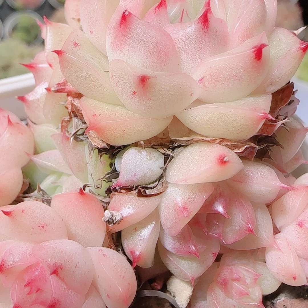 花语逸镜1123-214散开播福利散