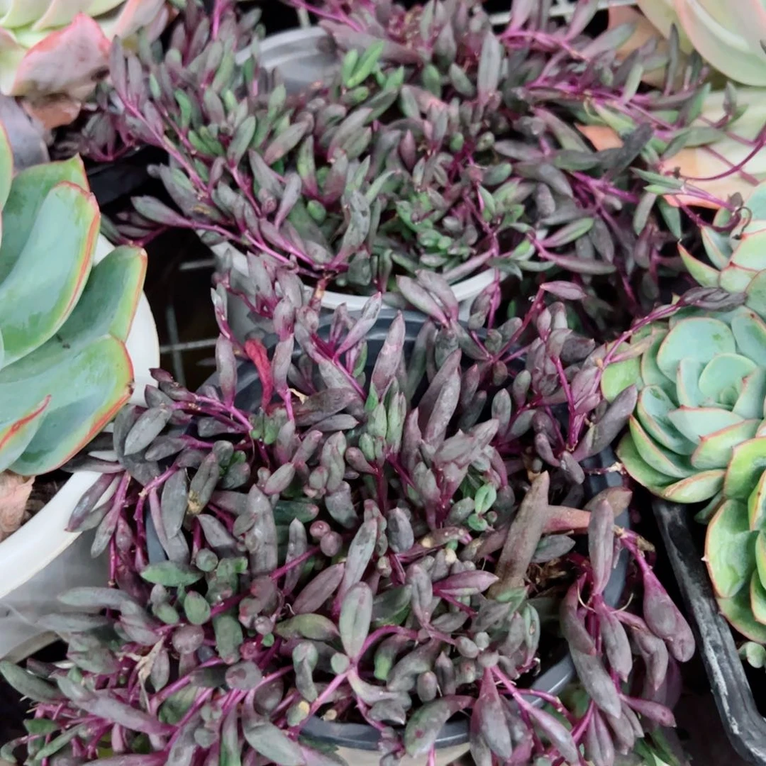 紫玄月散装带盆土两盆