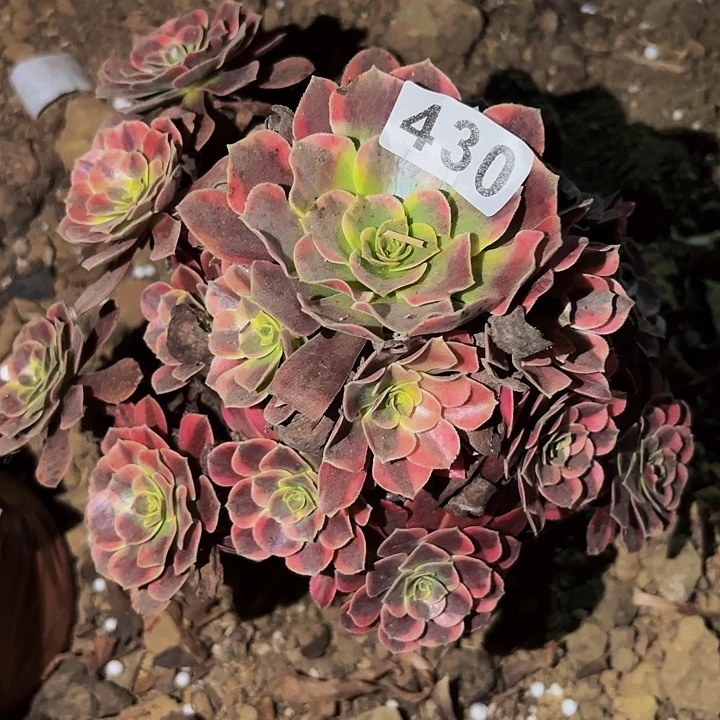 430凤冠多肉植物不售后