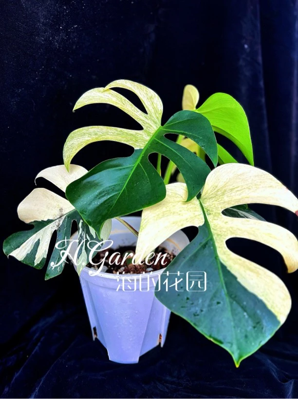 各种锦化龟背竹轻奢高端植物