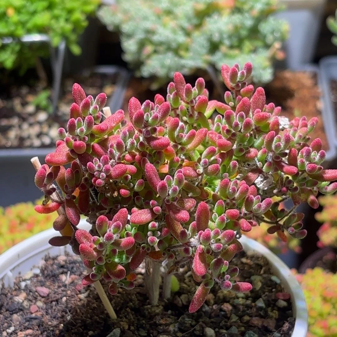 枝干番杏红宝石G748