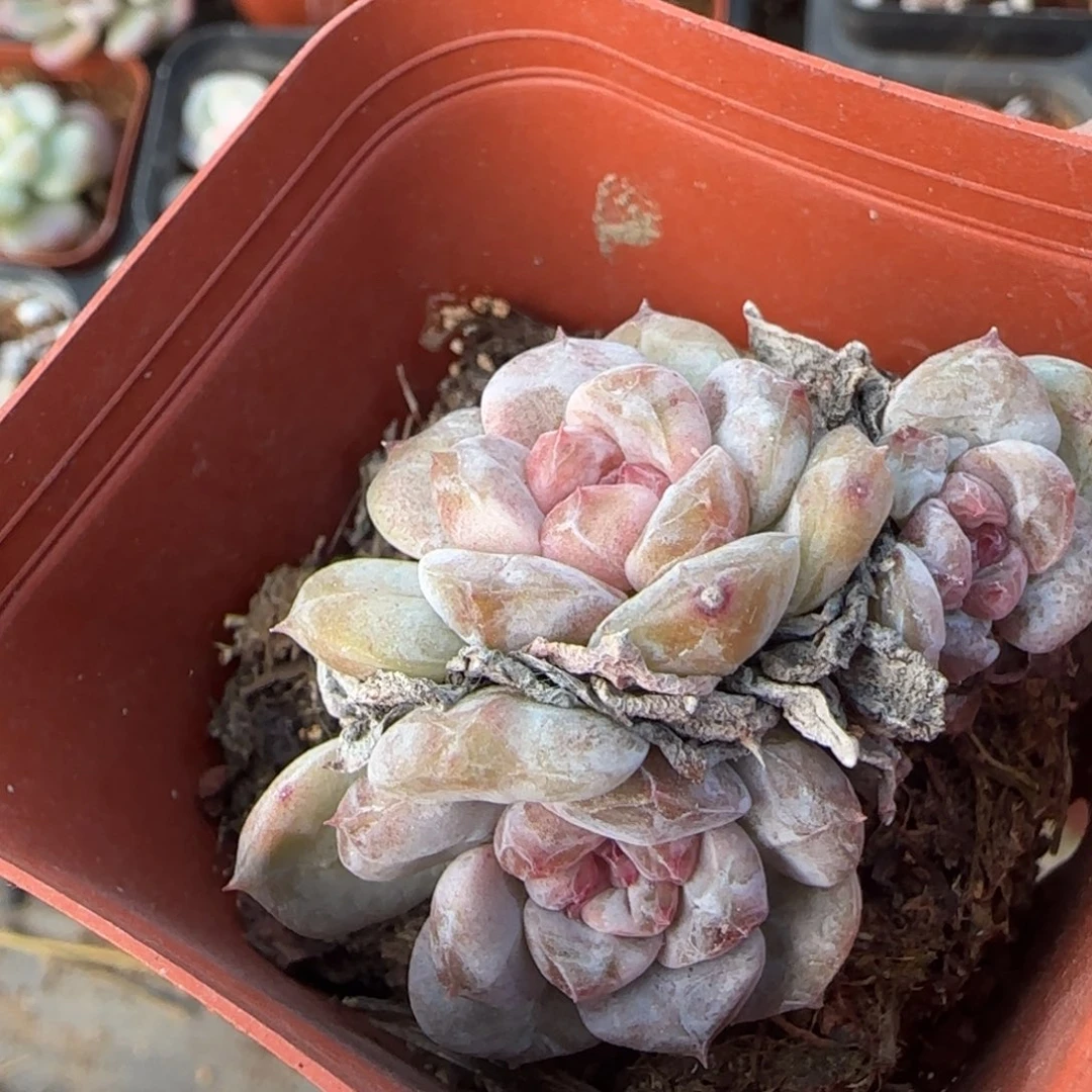 小卡拉米糖心一物一拍