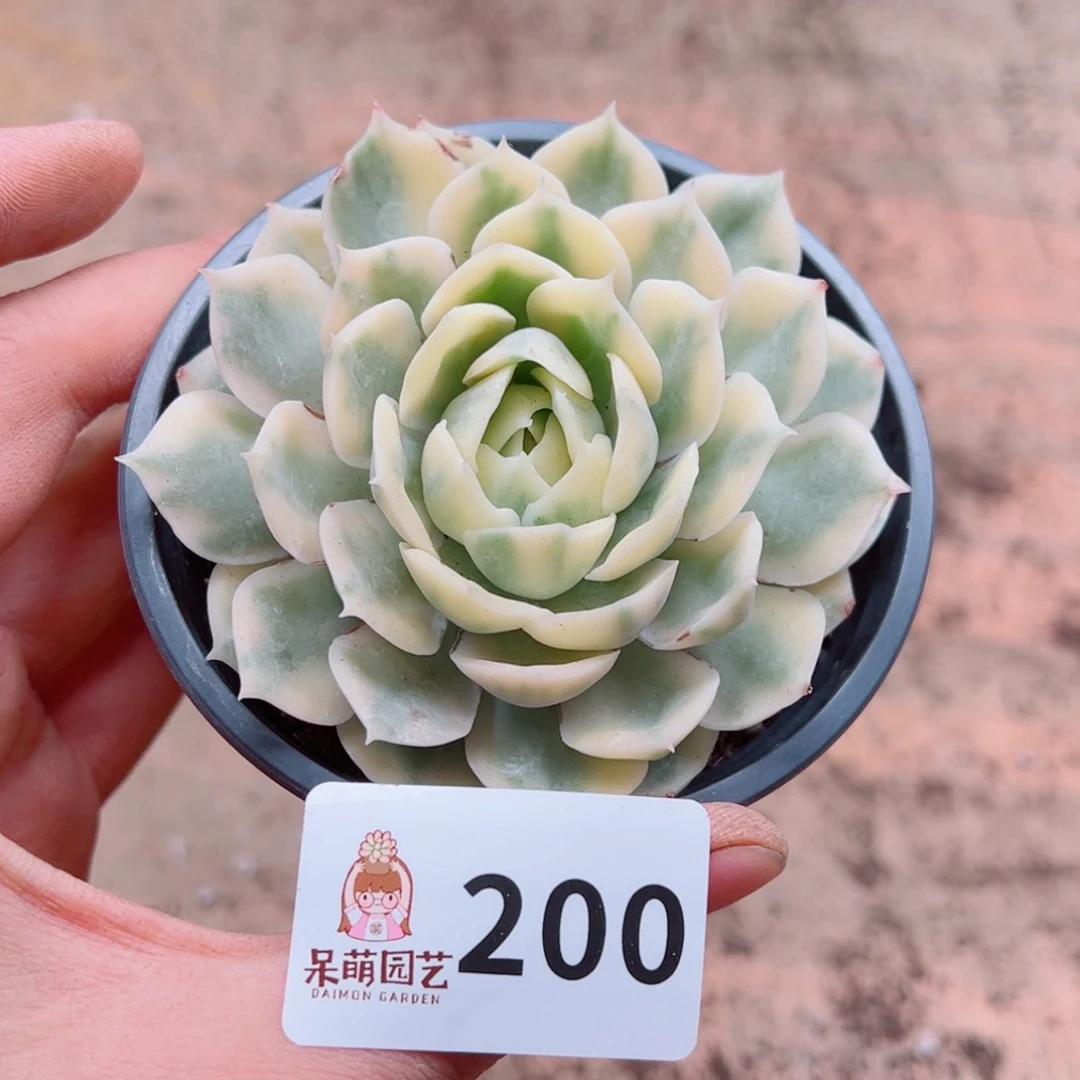 多肉植物多肉植物