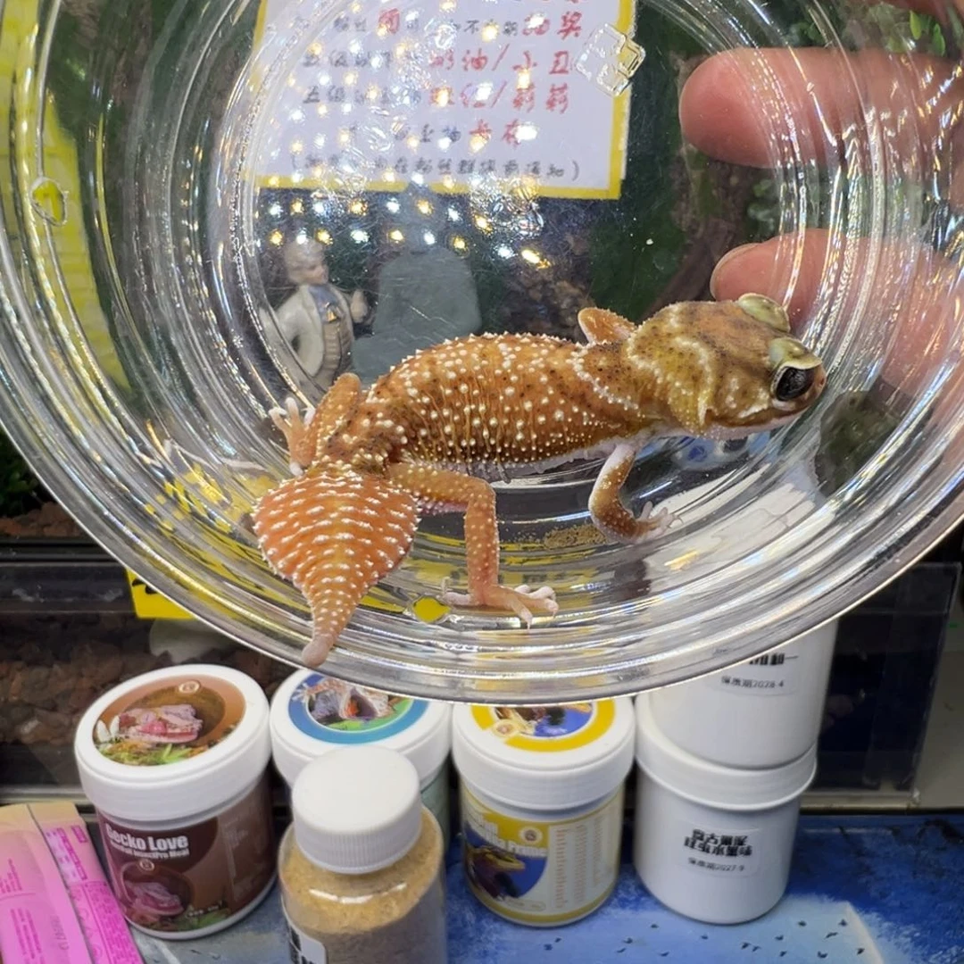 瘤尾守宫双隐弟弟成体