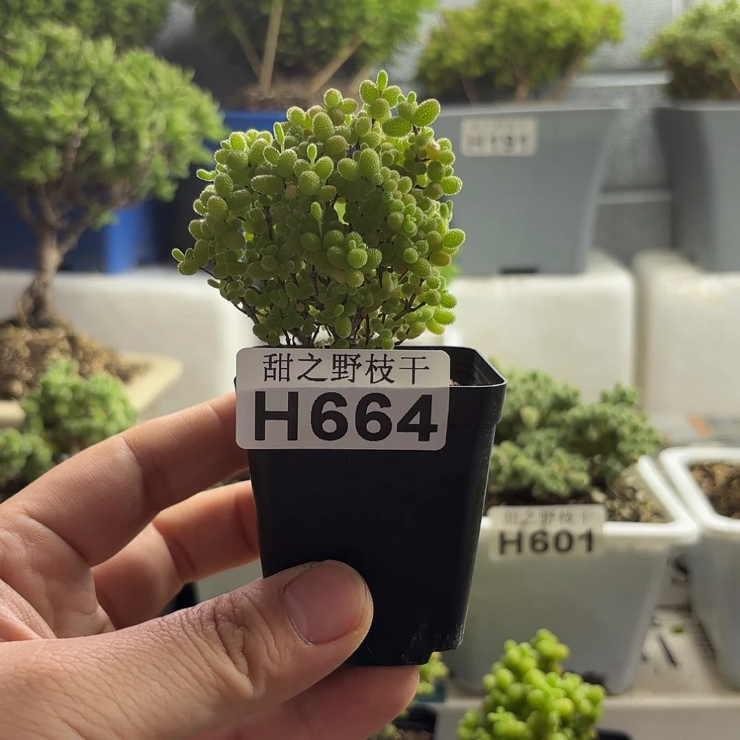 _***雯蜜橘糖球枝干番杏664。