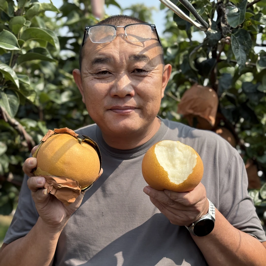 正宗金口秋月梨脆甜多汁细嫩化渣现摘现发（拍五斤加一斤到手六斤）