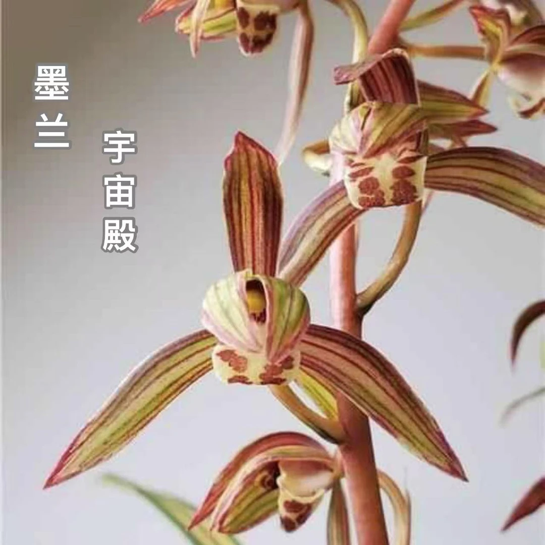 墨兰【宇宙殿】浓香兰花宽叶墨兰 叶艺兰