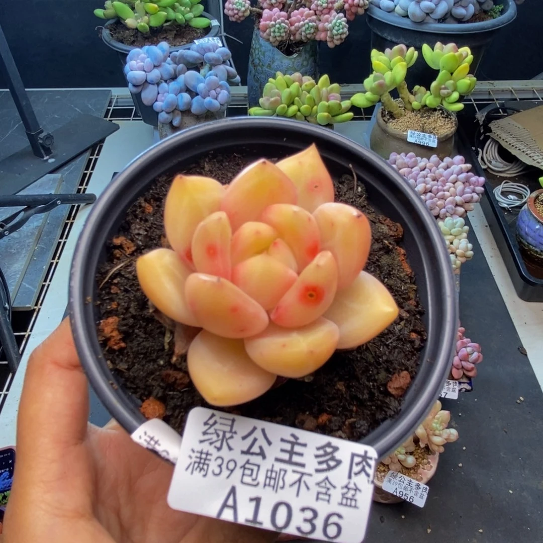 036白夜香槟多肉肉5c m
