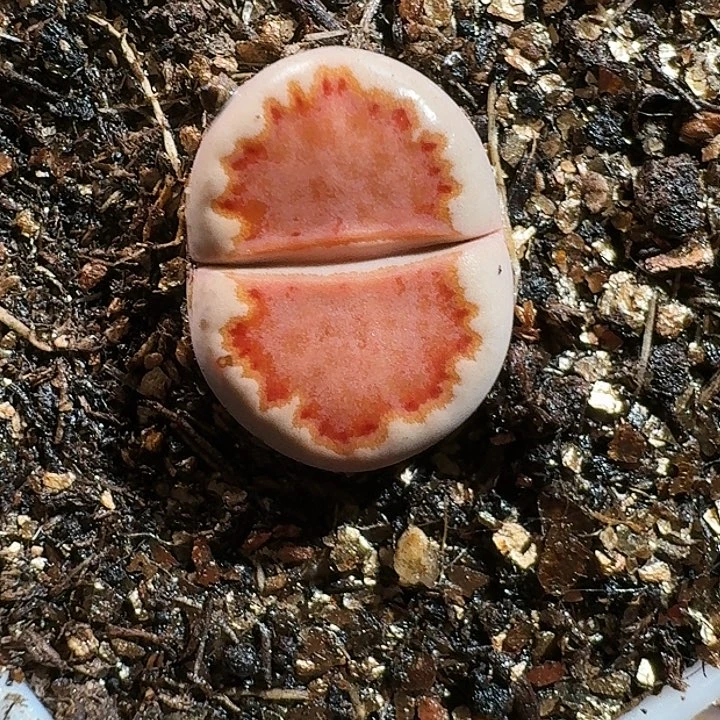 生石花111111111。 321