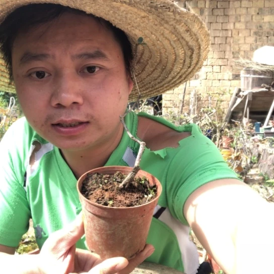 无花朵盆景盆栽植物（不包成活率，不退不换）