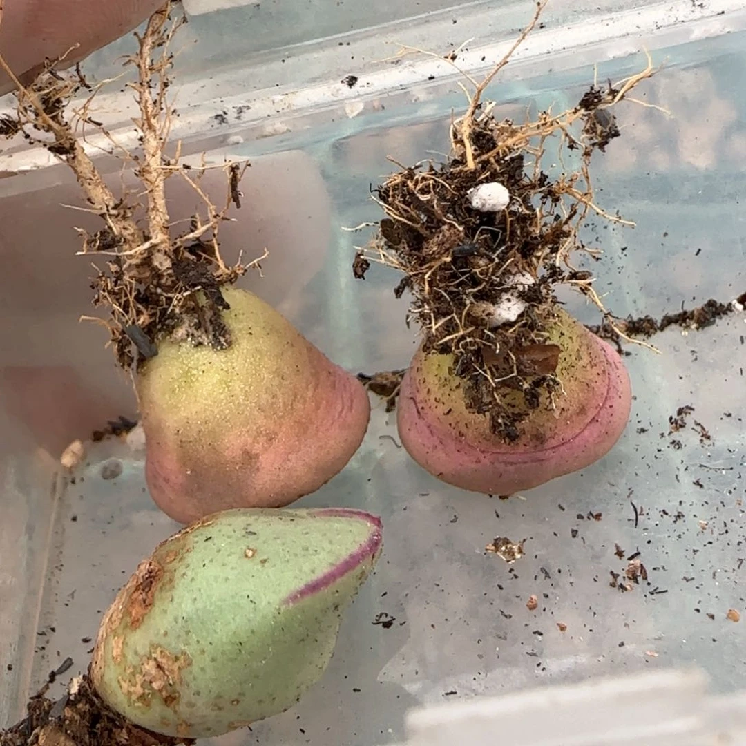 芒*3.11，毛将1，光阳2，9020