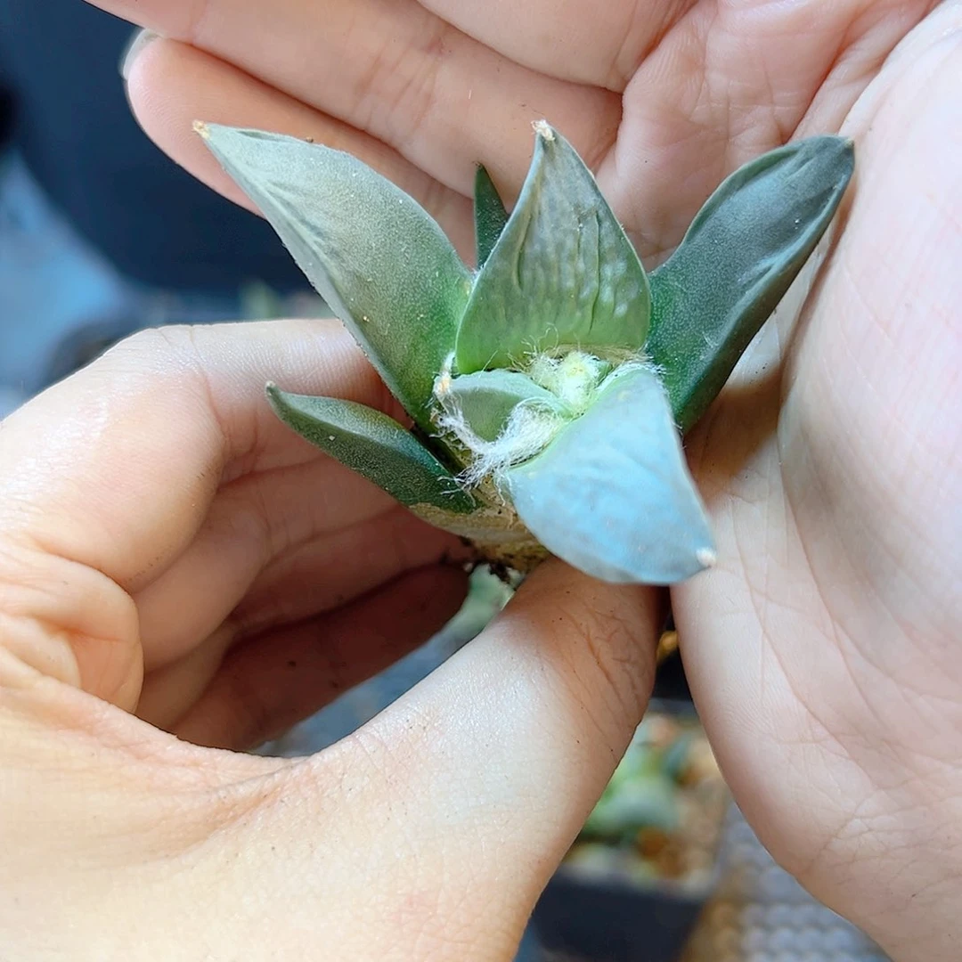 实生好怒怒涛4.6公分