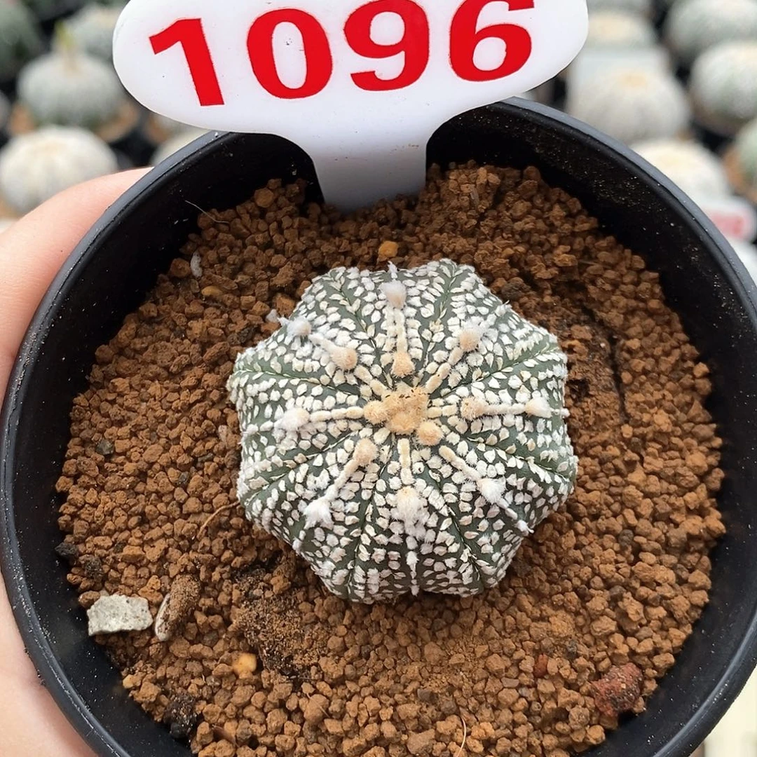 1096海星奇迹兜系列产品