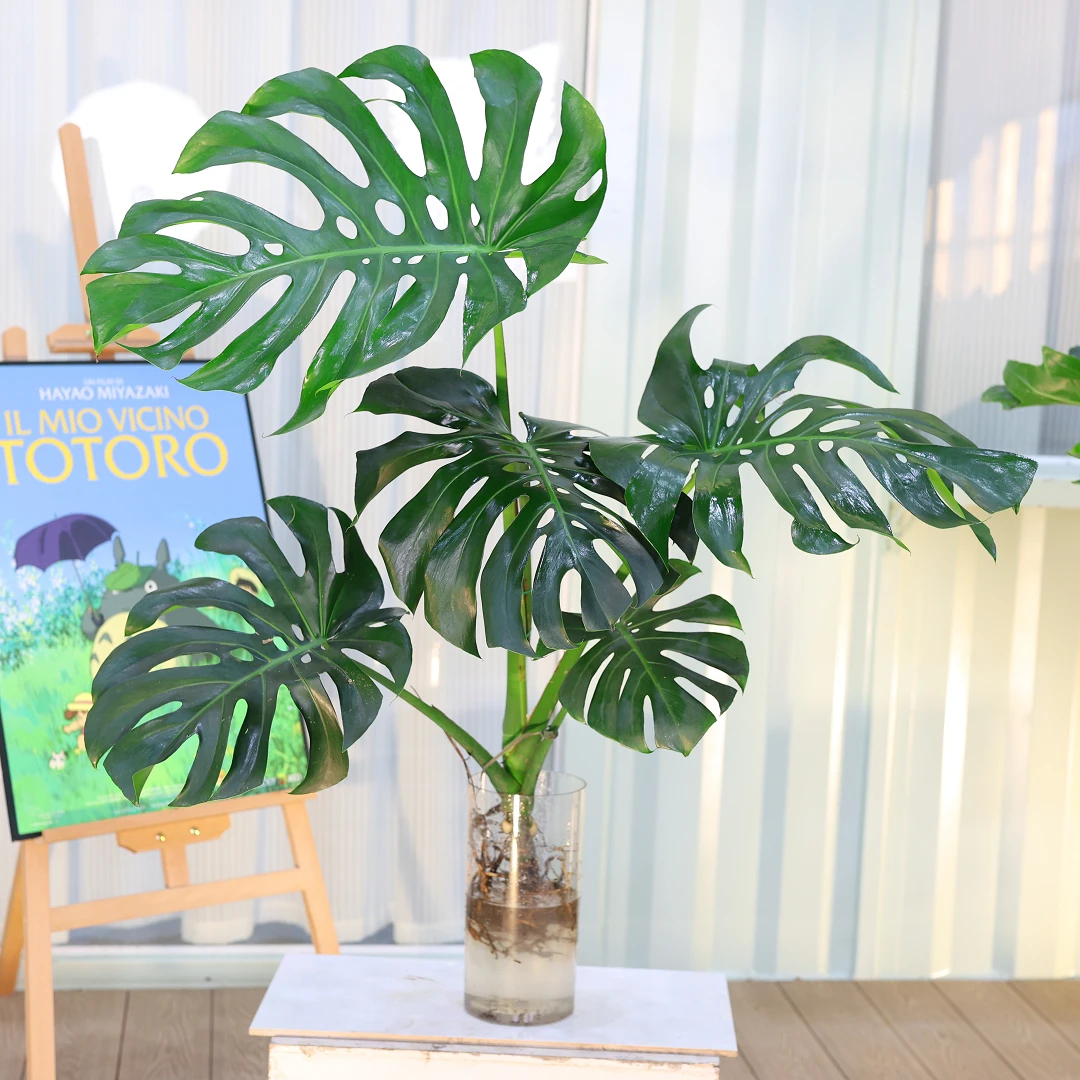 1.1-1.3米独杆老桩龟背水培龟背竹盆栽净化空气适合办公客厅室内