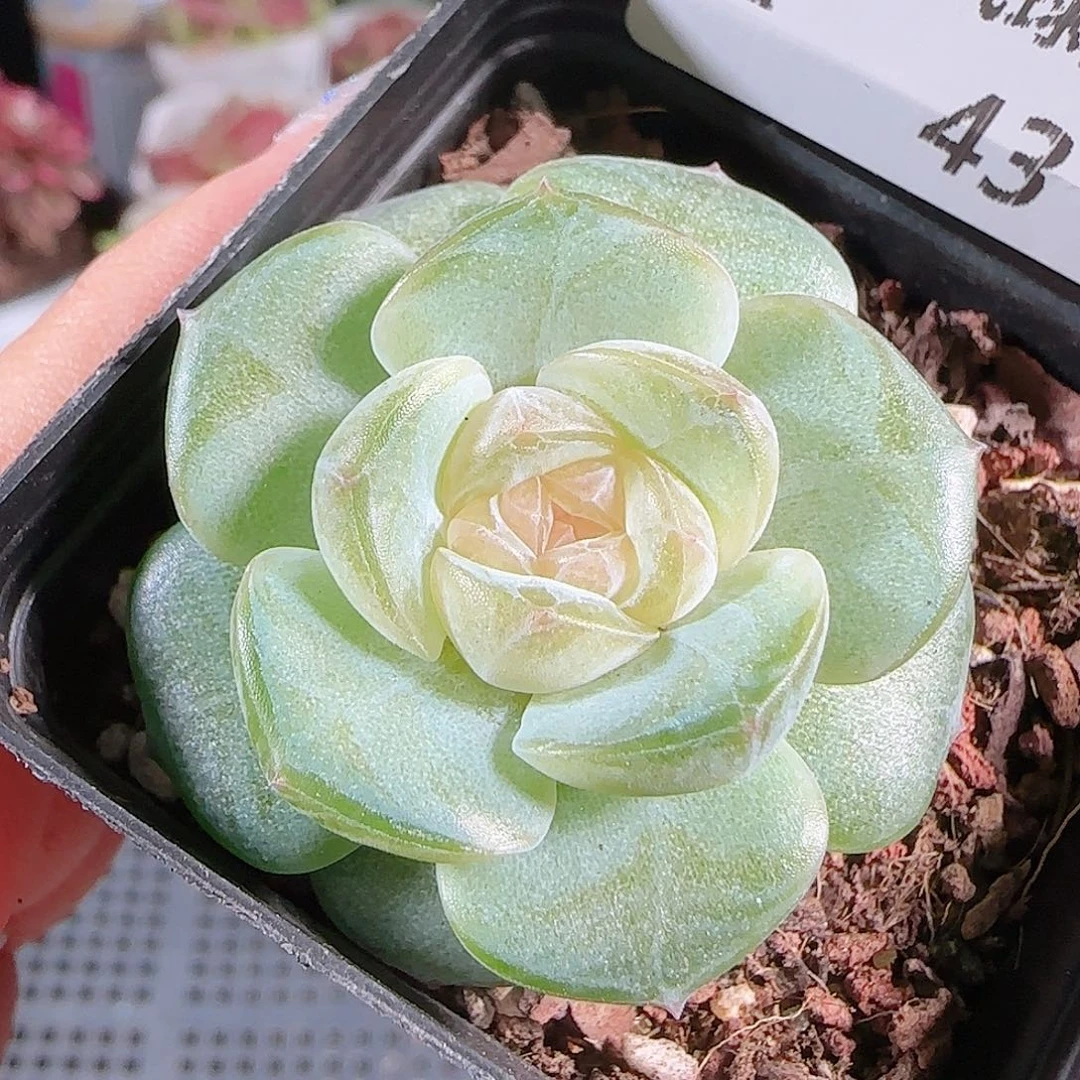 0731---43若画糖心珍妮