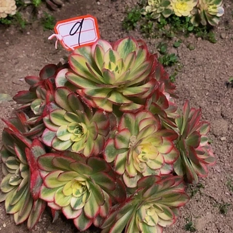 倾摇捧花老桩法师9