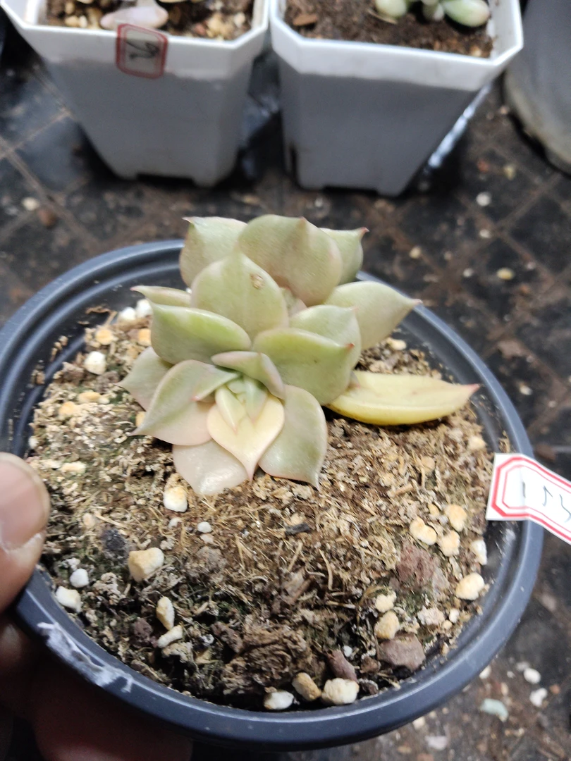 非偏远18包邮  一物一拍  10厘米盆 A153贝加尔湖锦