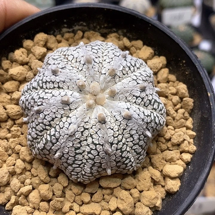 开播后就有一批粉丝开始为这