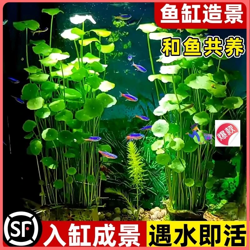 鱼缸水培植物铜钱草水养鱼好养盆栽草籽水草办公室净化绿植办公鱼