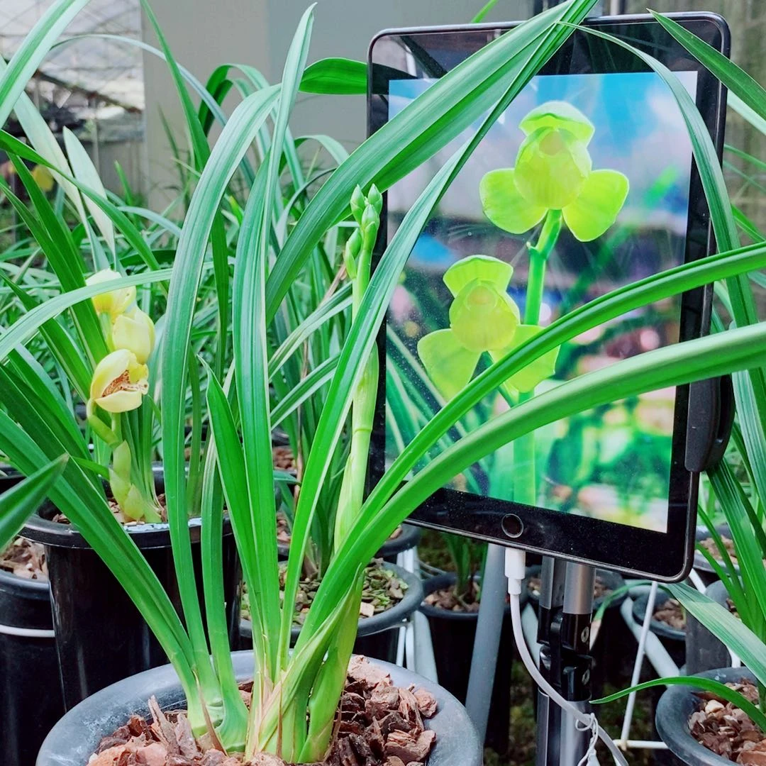 当前无花栽培后可以开花