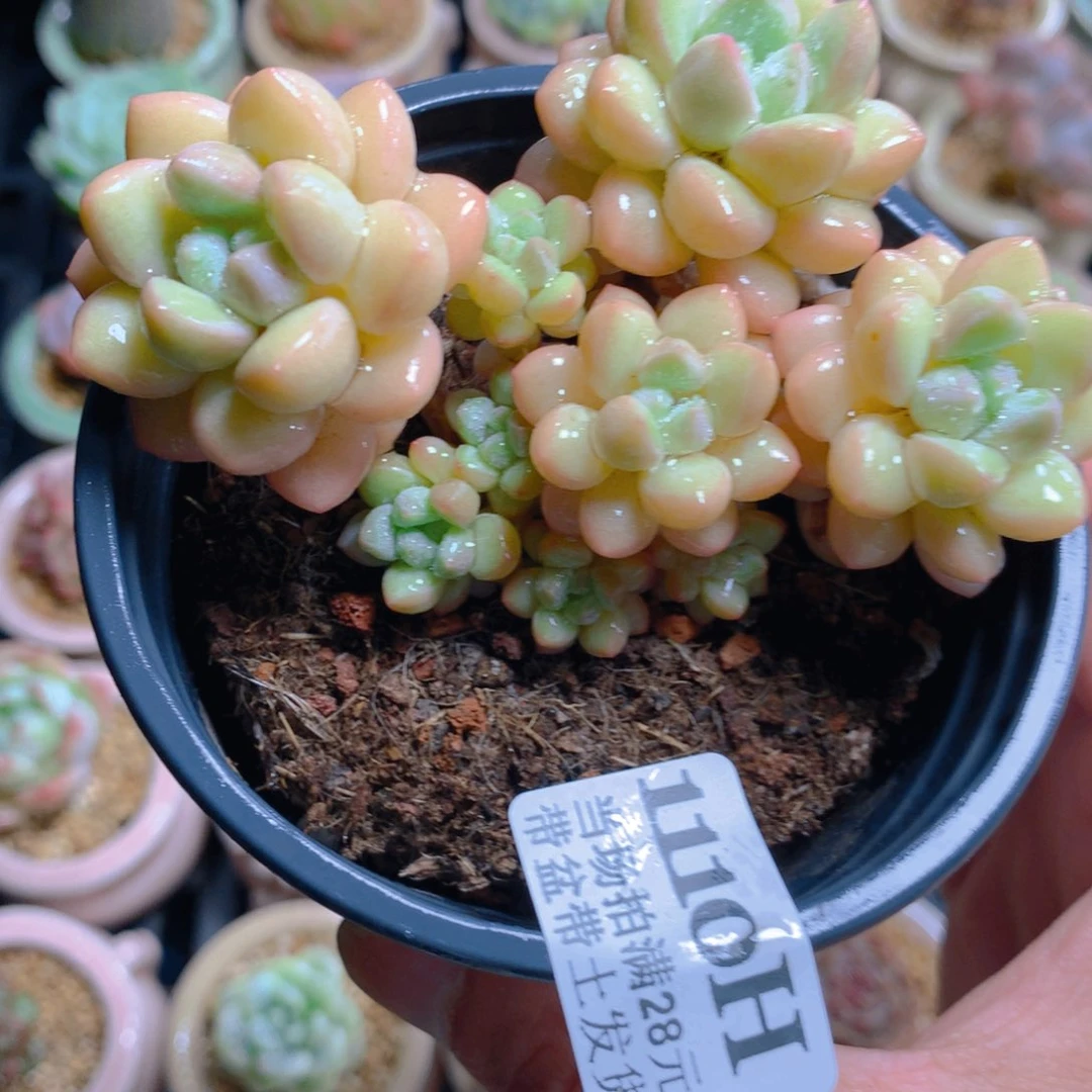 5厘米盆精控多肉1110
