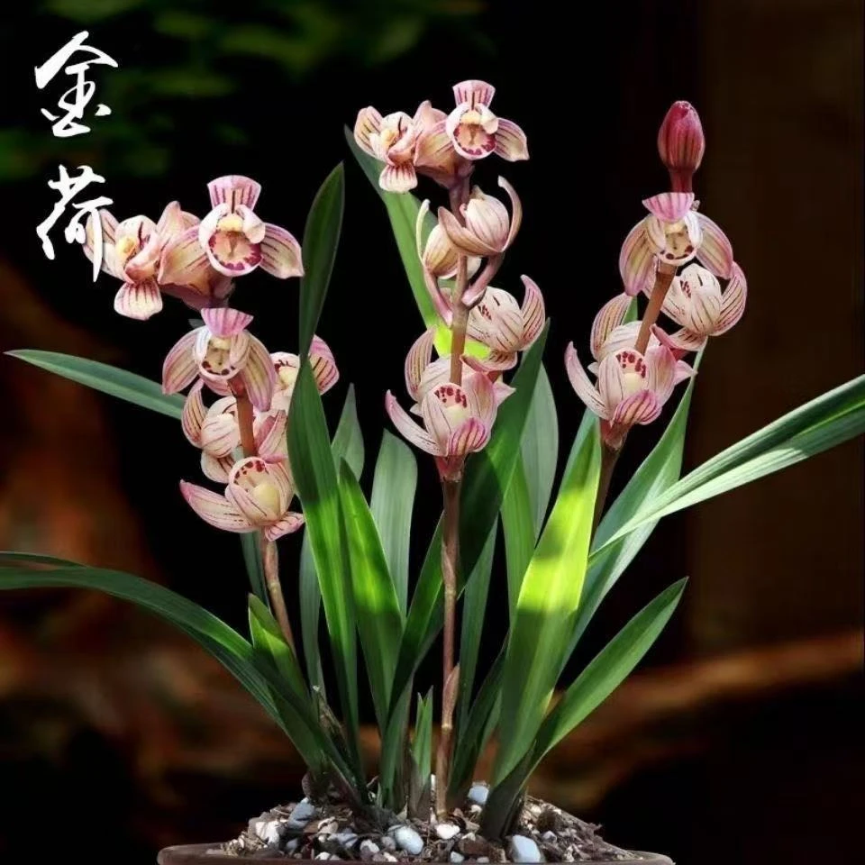 建兰金荷七彩玲珑夏带花苞浓香好养兰花苗高档室内外盆栽花卉